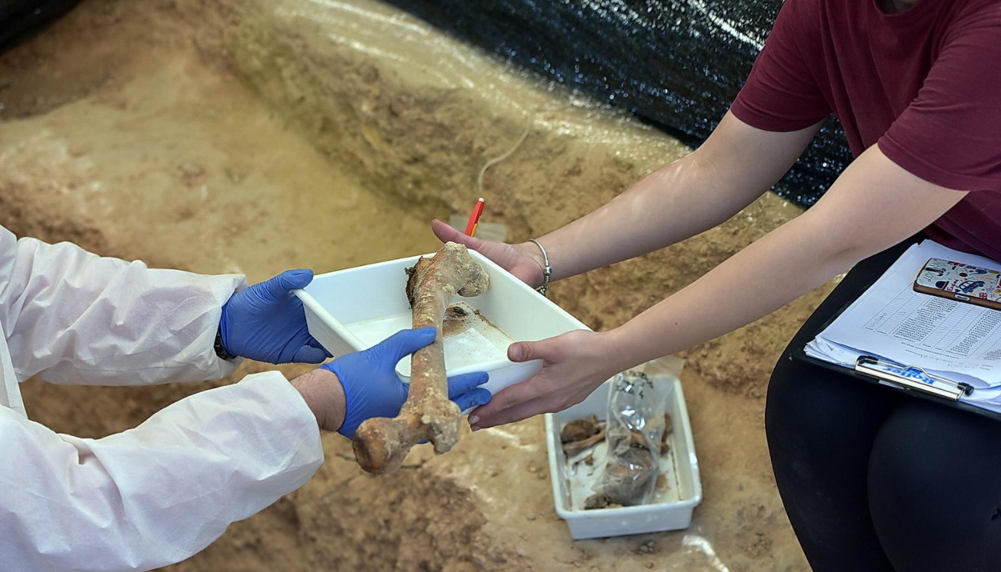 Trabajos de exhumación de la fosa 22 del cementerio de Paterna.